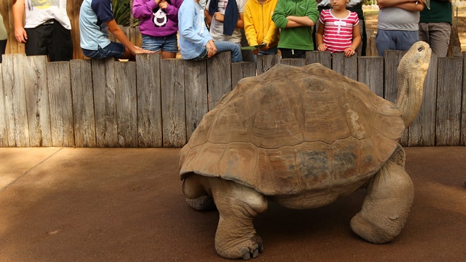 Lonesome George.jpg